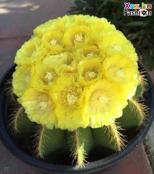 Kaktusz, virágzás