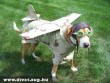 Air Fashion Dog